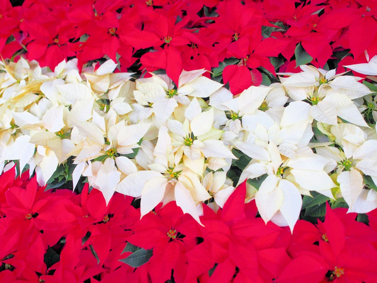クリスマスに飾る花は『赤』『白』『緑』が定番！メインは赤い花
