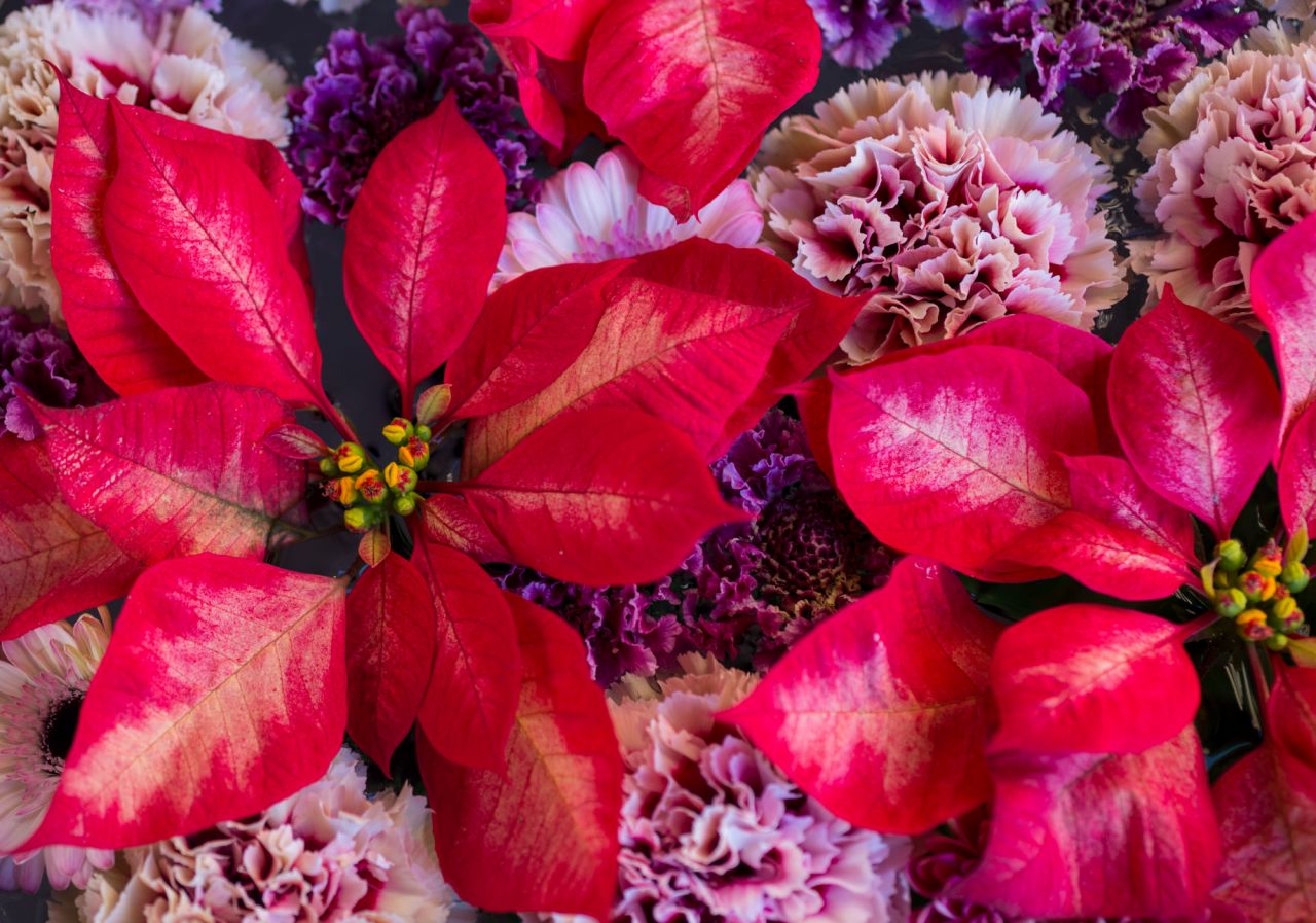 クリスマスに飾りたい！おすすめの赤い花7選
