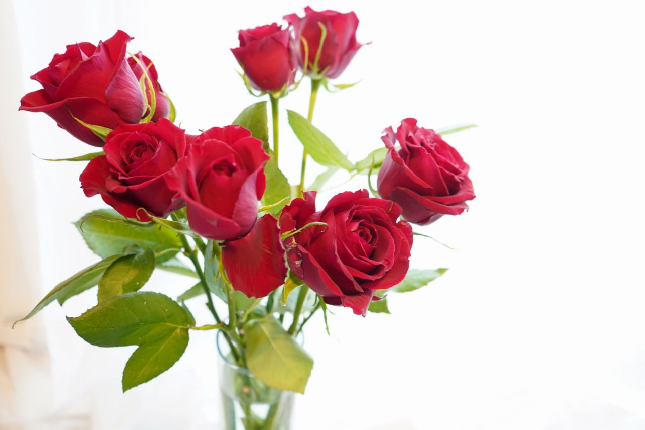 結婚記念日に　夫から妻へ、妻から夫へ贈る「バラ」の花