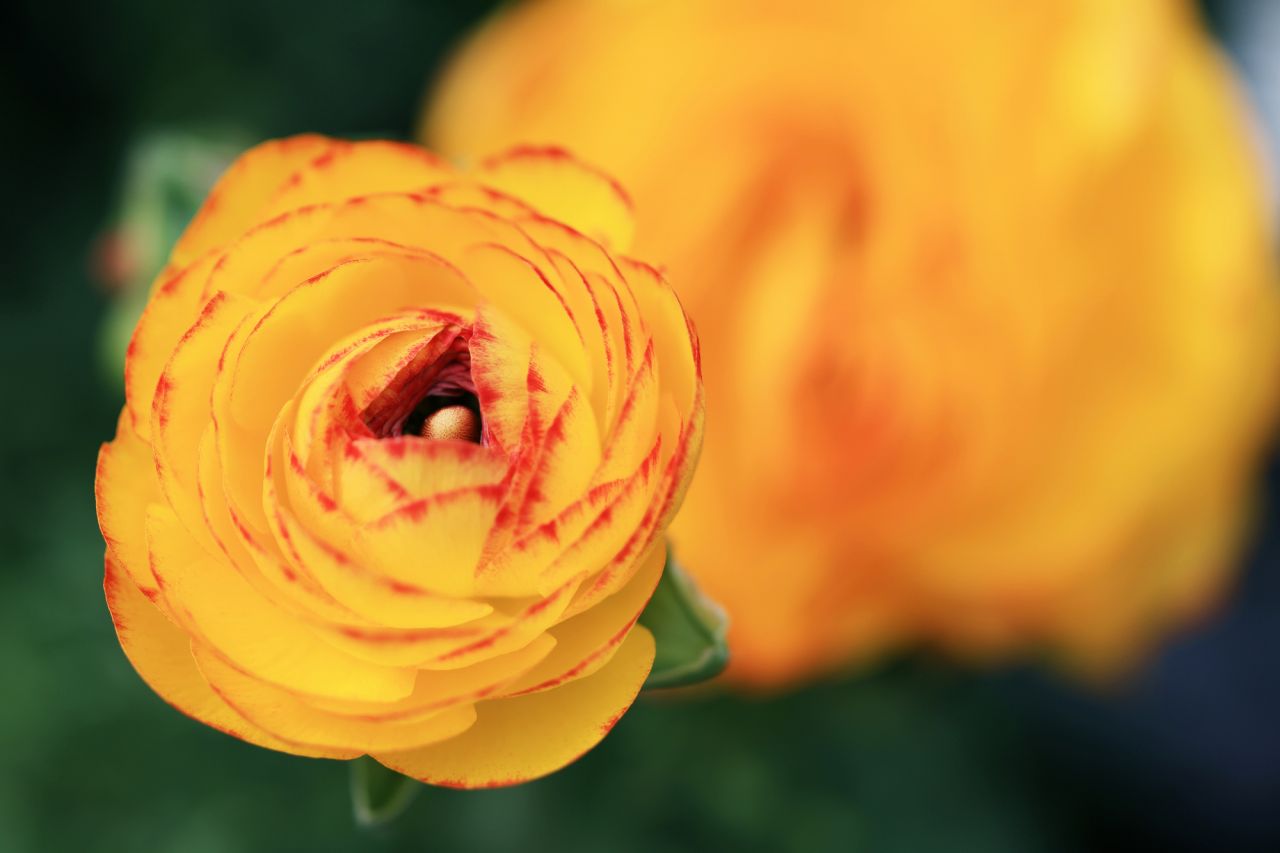 米寿のお祝いに贈る　お花のギフト