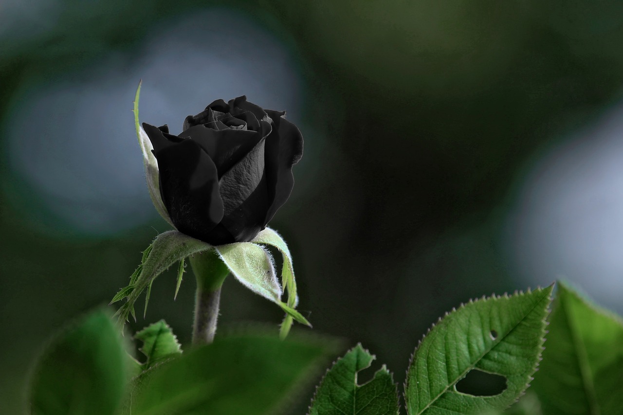 黒バラは怖いイメージ？奥深い花言葉や人気の品種を解説