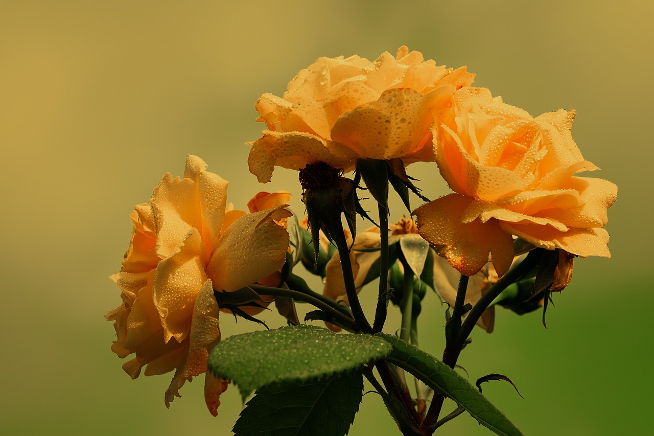 黄色いバラの花言葉をご紹介！おすすめの品種7選も